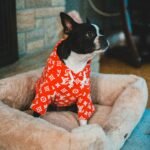 Dog in pajamas on a dog bed.