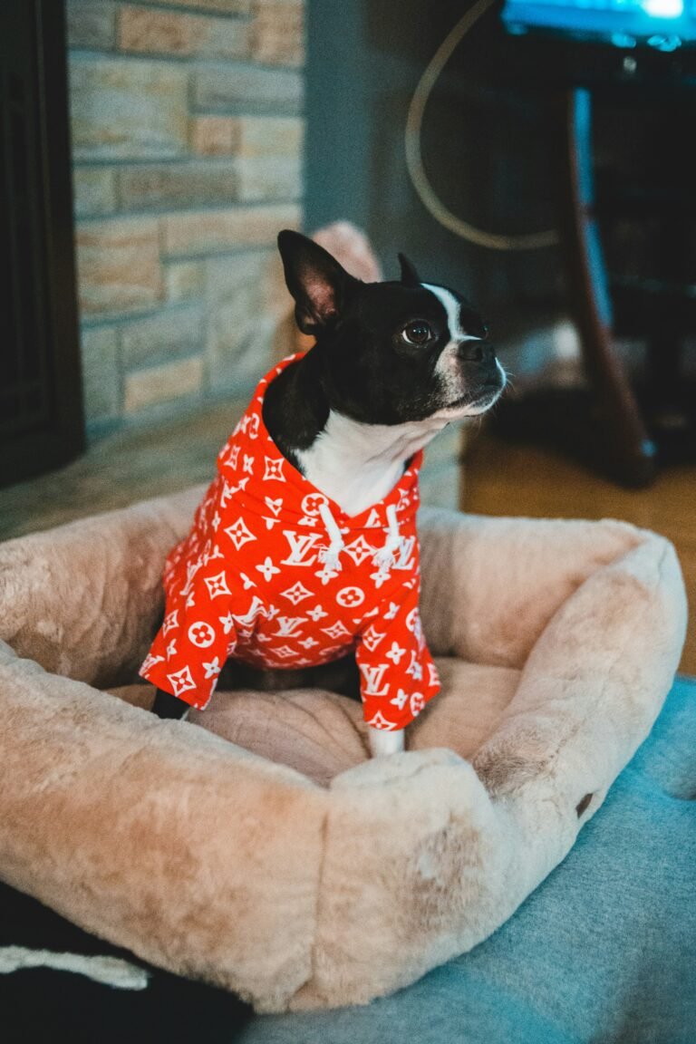 Dog in pajamas on a dog bed.