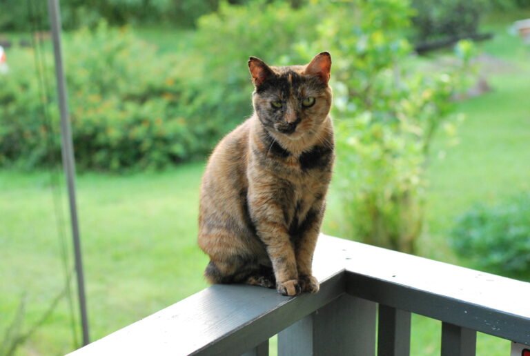 15 Gift Ideas for Spoiled Cats (They’ll Actually Use)