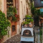 Photo by Daniel Radu on Unsplash