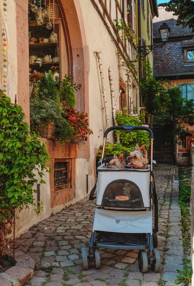 Photo by Daniel Radu on Unsplash