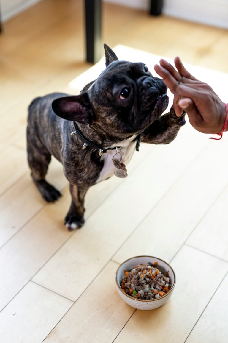 The Farmer’s Dog vs Ollie in 2026: Which Fresh Dog Food Is Actually Worth It?