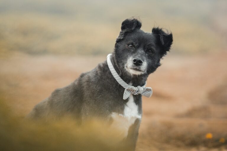 Best Dog DNA Tests in 2026: Embark vs Wisdom Panel (Which Is Worth It?)