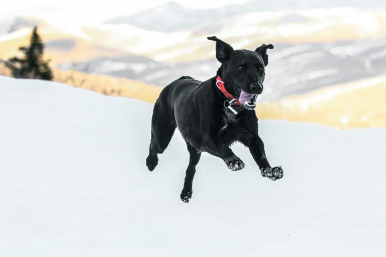 Best GPS Tracker for Dogs in 2026: Fi vs Tractive vs Garmin